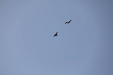 Kuş Kartal gökyüzünde