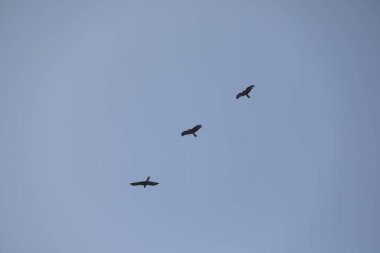 Kuş Kartal gökyüzünde