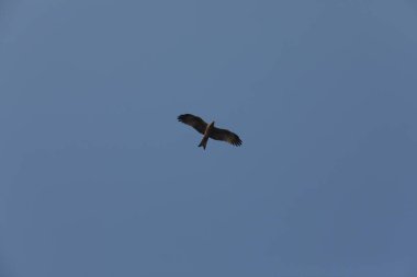 Kuş Kartal gökyüzünde