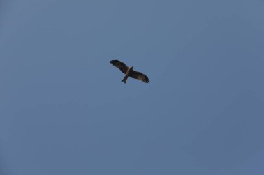 Kuş Kartal gökyüzünde