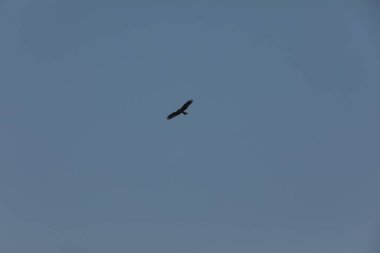 Kuş Kartal gökyüzünde