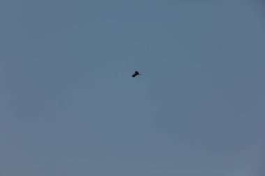 Kuş Kartal gökyüzünde uçuyor