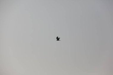 Kuş Kartal gökyüzünde uçuyor