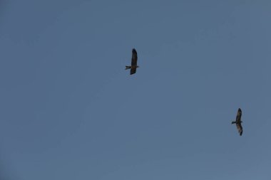 Kuş Kartal gökyüzünde uçuyor