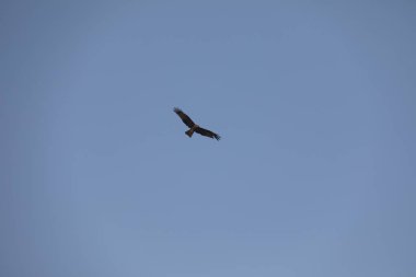 Kuş Kartal gökyüzünde uçuyor