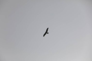 Kuş Kartal gökyüzünde uçuyor