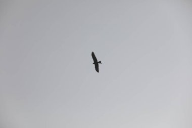 Kuş Kartal gökyüzünde uçuyor