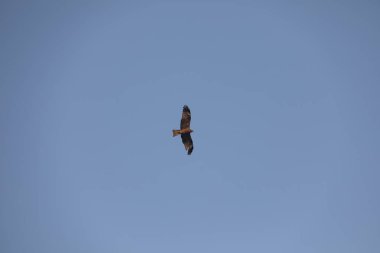 Kuş Kartal gökyüzünde uçuyor
