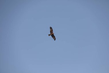 Kuş Kartal gökyüzünde uçuyor