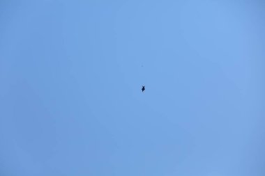 Kuş Kartal gökyüzünde