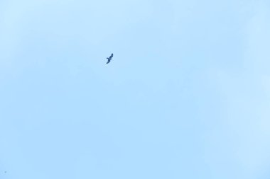 Kuş Kartal gökyüzünde