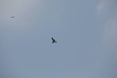 Kuş Kartal gökyüzünde