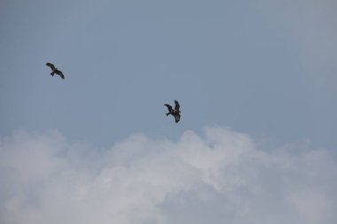 Kuş Kartal gökyüzünde