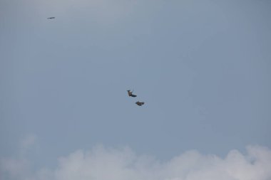 Kuş Kartal gökyüzünde