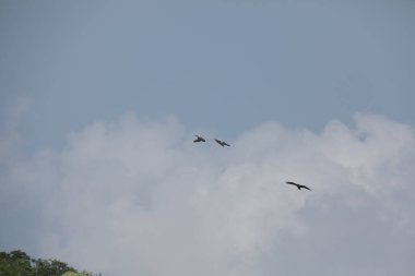 Kuş Kartal gökyüzünde