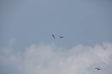 Kuş Kartal gökyüzünde