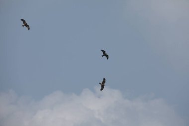 Kuş Kartal gökyüzünde