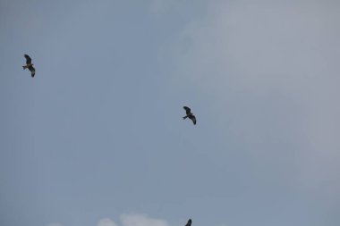 Kuş Kartal gökyüzünde