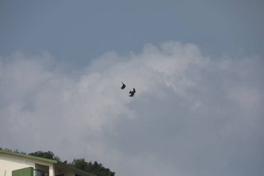 Kuş Kartal gökyüzünde