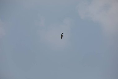 Kuş Kartal gökyüzünde