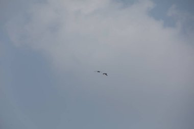 Kuş Kartal gökyüzünde