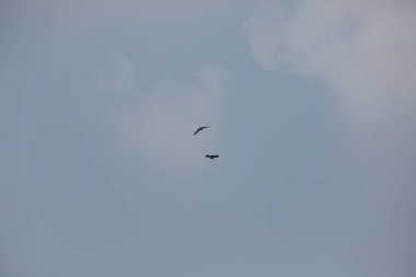 Kuş Kartal gökyüzünde