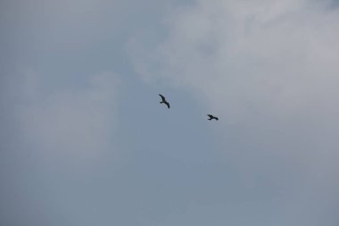 Kuş Kartal gökyüzünde