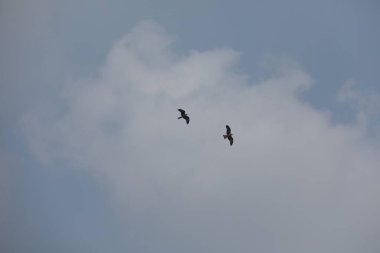 Kuş Kartal gökyüzünde