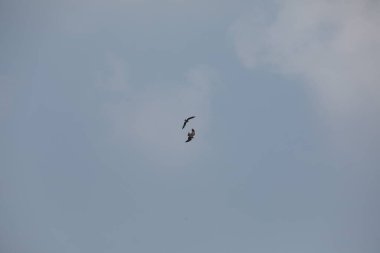 Kuş Kartal gökyüzünde