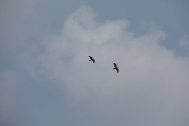 Kuş Kartal gökyüzünde