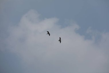 Kuş Kartal gökyüzünde