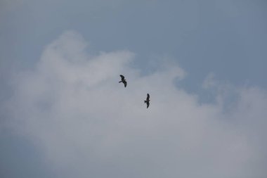 Kuş Kartal gökyüzünde