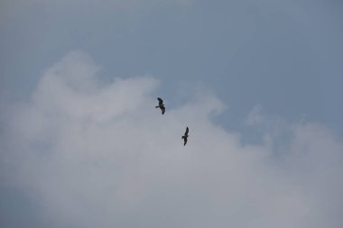 Kuş Kartal gökyüzünde