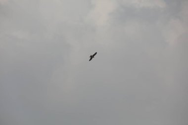 Kuş Kartal gökyüzünde