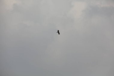 Kuş Kartal gökyüzünde