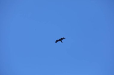 Kuş Kartal gökyüzünde