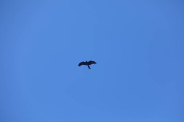 Kuş Kartal gökyüzünde