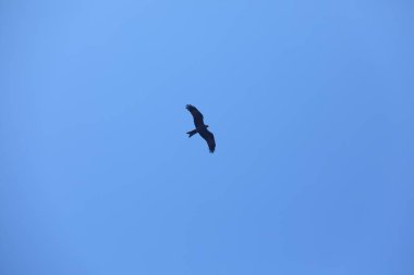 Kuş Kartal gökyüzünde