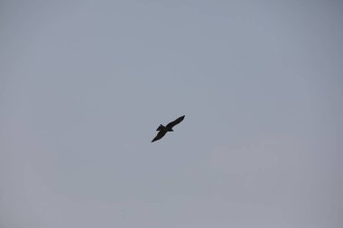 Kuş Kartal gökyüzünde