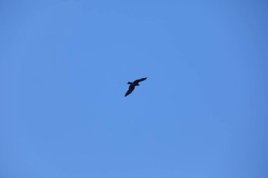 Kuş Kartal gökyüzünde