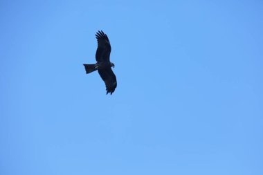 Kuş Kartal gökyüzünde