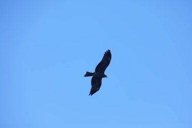 Kuş Kartal gökyüzünde