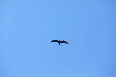 Kuş Kartal gökyüzünde