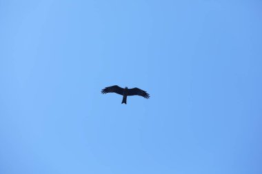 Kuş Kartal gökyüzünde