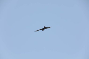 Kuş Kartal gökyüzünde