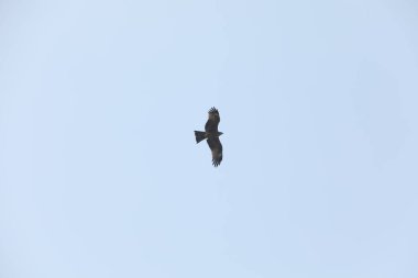 Kuş Kartal gökyüzünde