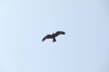 Kuş Kartal gökyüzünde