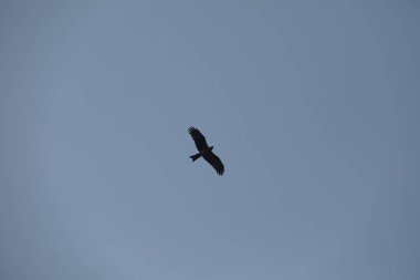 Kuş Kartal gökyüzünde
