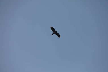 Kuş Kartal gökyüzünde