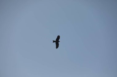 Kuş Kartal gökyüzünde